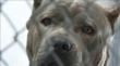 Children Suffer the Greatest Risk for Dog Bites